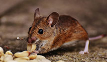 24 Hour & Emergency Exterminators in Plainville, IN